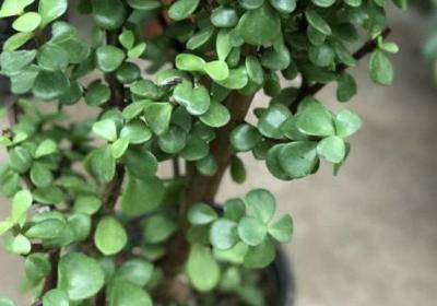 这些多肉植物都能种成窗帘,神奇啊