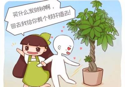 发财树幸福树……那么贵别买了,剪根枝就能活