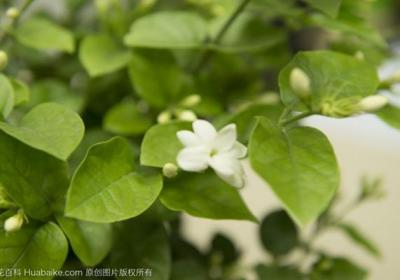 月季和茉莉,学会修剪才能长得更好