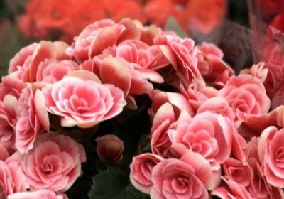 快死的丽格海棠、蟹爪兰、茶花……赶紧这样救