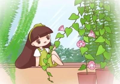 不用3个月,就能种出个牵牛花窗帘