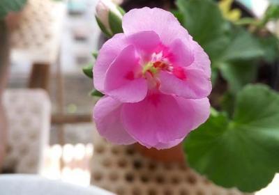 盆里扔点这3种过期药片,花儿想发黄、生病都难