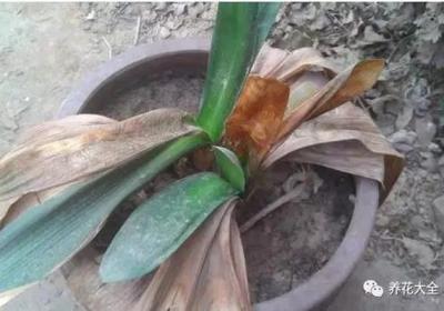 家里养的君子兰快死了,这样就能救