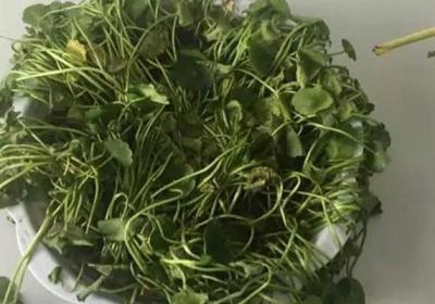 家里养的铜钱草快死了,这样就能救