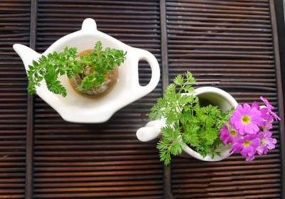 把不要的蔬菜丢盆里,秒变小森林！好看还能吃