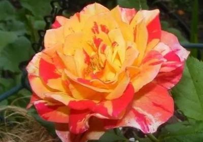 家中养殖月季花,如何月月开花呢