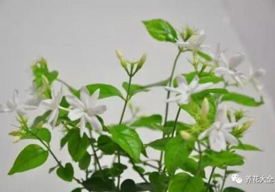 茉莉花如何一年开花几次