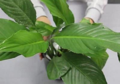 土培转水培水培：养花不用土,一杯水就可以