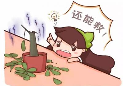 家里的花莫名萎蔫？不怕！１招教你解决