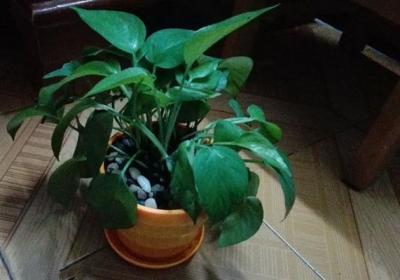 绿萝5种扦插法,会1种就能爬满墙