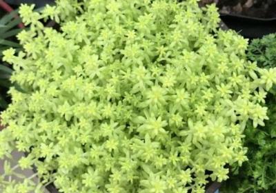 多肉植物如何养须根