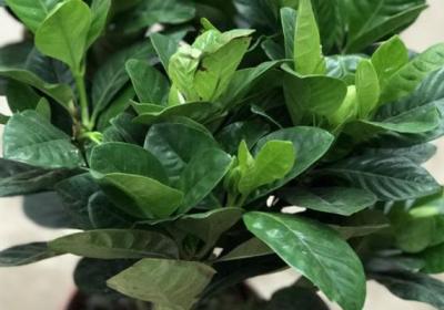 木本植物如何养根——以栀子花为例