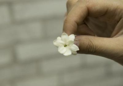 刚买回来的茉莉花掉苞,教你一招,赶紧学
