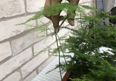 不用土不施肥,文竹也能绿油油