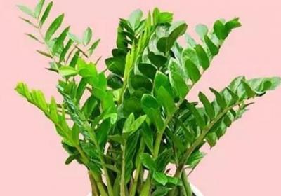 绿萝发财树...68种花养护大全,够用一辈子