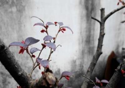 红花继木的嫁接方法