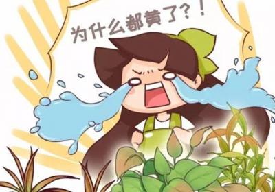 绿萝文竹这么养,想发黄,都难!