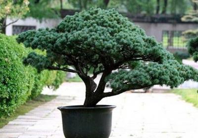 雪松的短截修剪方法