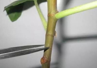 扦插太麻烦？这么做,不用管就生根