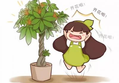 发财树竟然还能开花结果,他都是这么做的