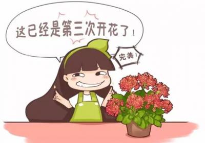 花开败了这么做,过几天又能花开满枝