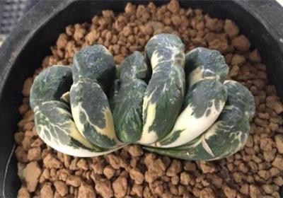 玉扇的繁殖方法