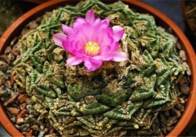 岩牡丹怎么播种