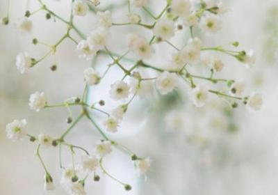 满天星种子怎么催芽