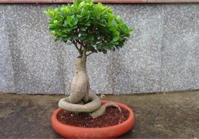 榕树盆景怎么翻盆