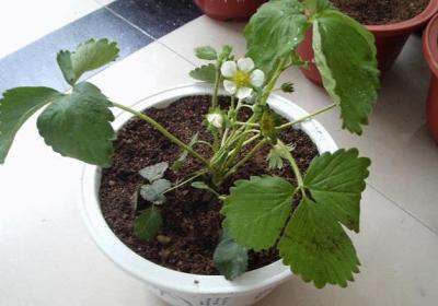 草莓花期可以施肥吗
