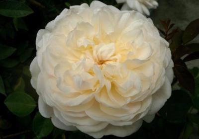 这6种花掐根枝放水里就能生根,养不活都难