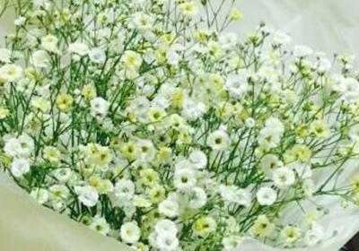 满天星花期怎么养护