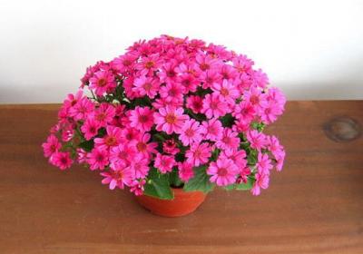 冬季如何养护瓜叶菊