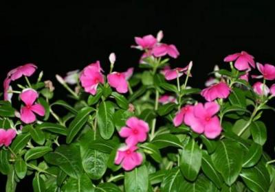 长春花的修剪方法