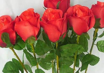 玫瑰花怎么用芽嫁接