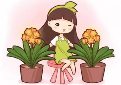 不用花钱！学会这两招,君子兰多得都放不下