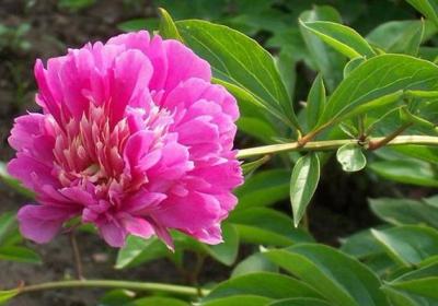 芍药室内怎么养