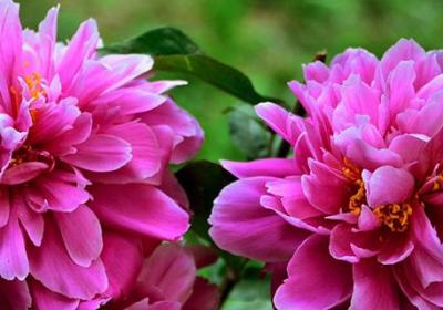 芍药现蕾后要怎么养