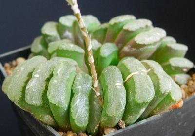 玉扇的四季养护方法