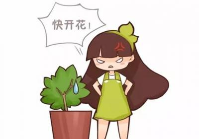 君子兰栀子不开花,只需1招花开满盆