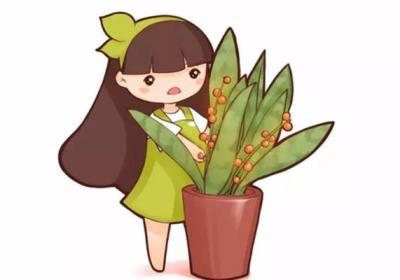 你的虎皮兰花都不开,他的却年年结果,咋养的