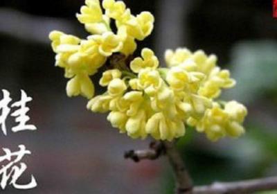 盆栽桂花冬天怎么养