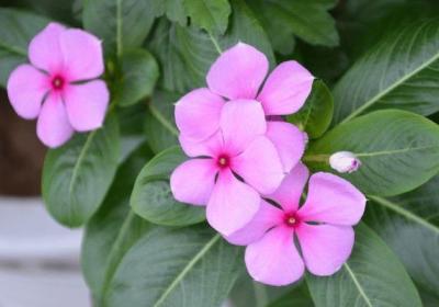 长春花如何播种