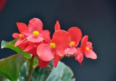 四季海棠的花期及其调控