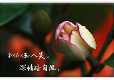 含笑花怎么换盆