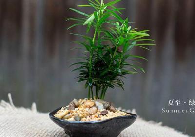 罗汉松怎么嫁接
