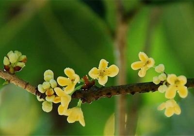 桂花种子播种方法