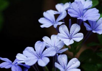蓝花丹冬季怎么养