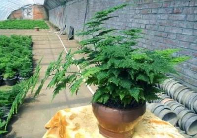文竹的剃头及养护