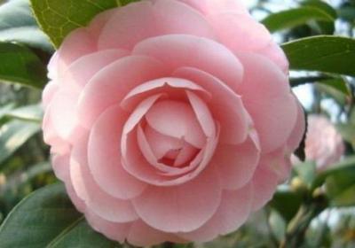 茶花怎么浇水
